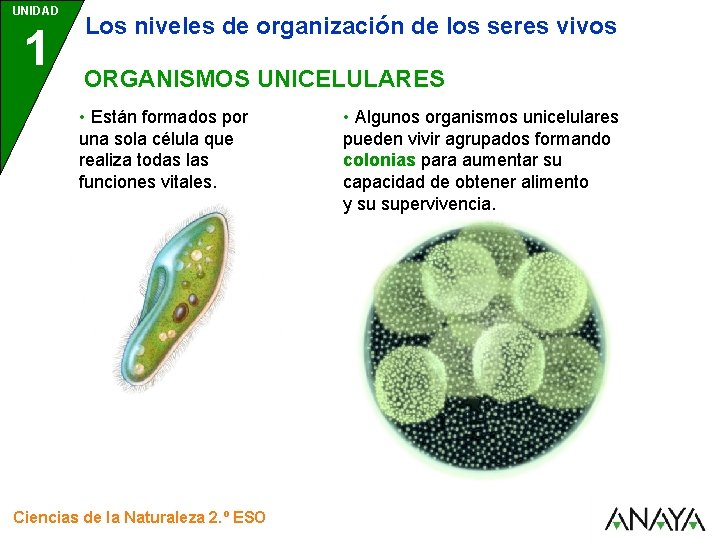 UNIDAD 1 Los niveles de organización de los seres vivos ORGANISMOS UNICELULARES • Están