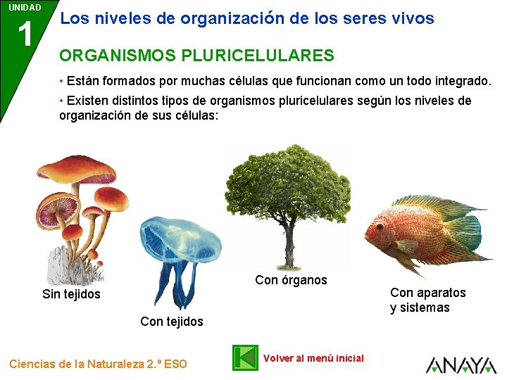 UNIDAD 1 Los niveles de organización de los seres vivos ORGANISMOS PLURICELULARES • Están