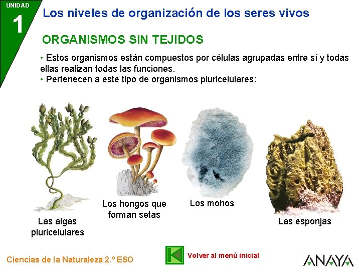 UNIDAD 1 Los niveles de organización de los seres vivos ORGANISMOS SIN TEJIDOS •