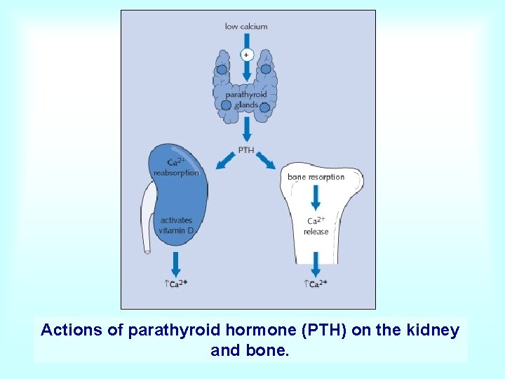 Actions of parathyroid hormone (PTH) on the kidney and bone. 