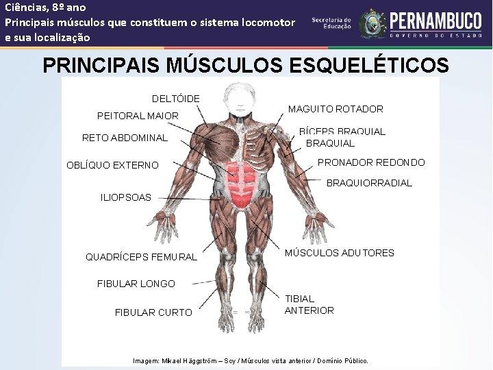 Ciências, 8º ano Principais músculos que constituem o sistema locomotor e sua localização PRINCIPAIS