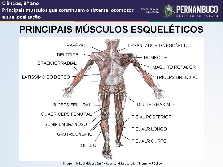 Ciências, 8º ano Principais músculos que constituem o sistema locomotor e sua localização PRINCIPAIS