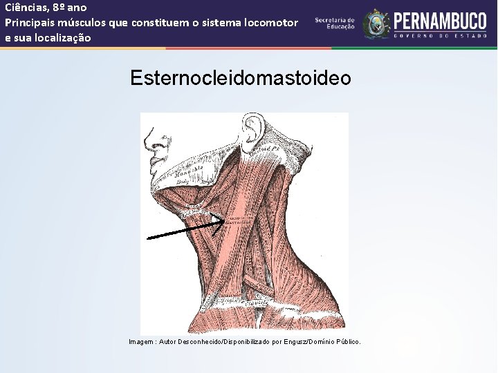 Ciências, 8º ano Principais músculos que constituem o sistema locomotor e sua localização Esternocleidomastoideo