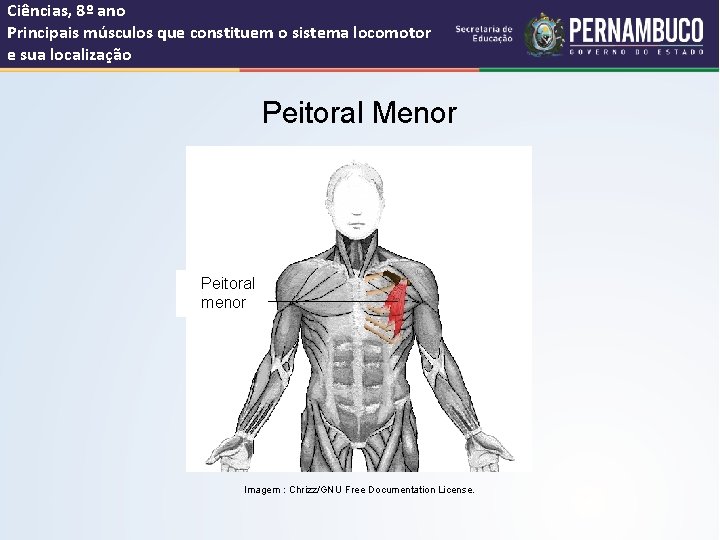 Ciências, 8º ano Principais músculos que constituem o sistema locomotor e sua localização Peitoral