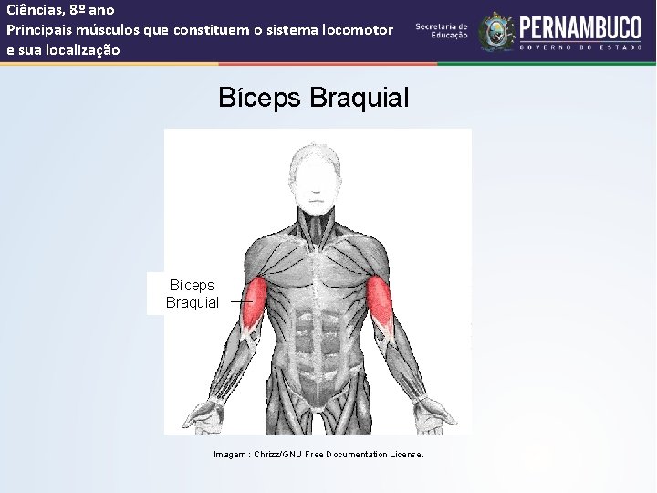 Ciências, 8º ano Principais músculos que constituem o sistema locomotor e sua localização Bíceps