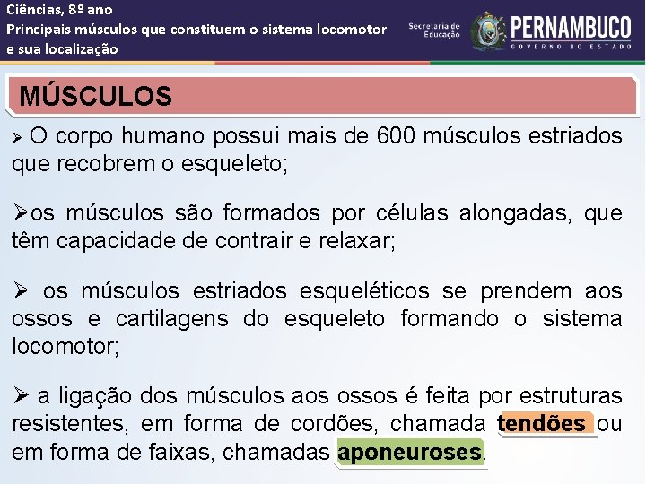 Ciências, 8º ano Principais músculos que constituem o sistema locomotor e sua localização MÚSCULOS