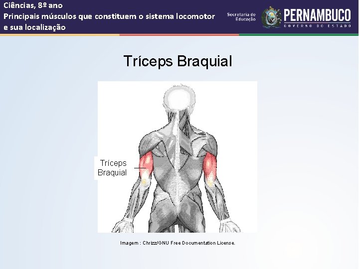 Ciências, 8º ano Principais músculos que constituem o sistema locomotor e sua localização Tríceps
