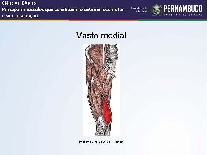 Ciências, 8º ano Principais músculos que constituem o sistema locomotor e sua localização Vasto