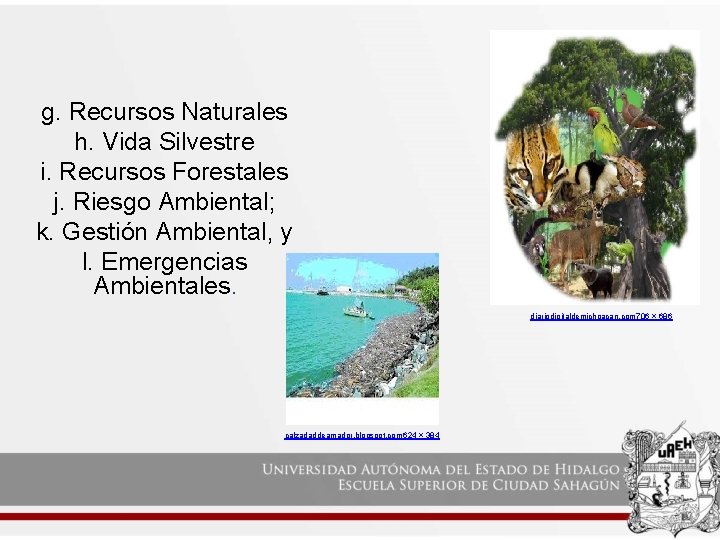 g. Recursos Naturales h. Vida Silvestre i. Recursos Forestales j. Riesgo Ambiental; k. Gestión