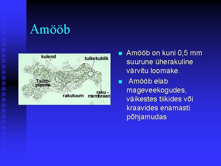 Amööb on kuni 0, 5 mm suurune üherakuline värvitu loomake. n Amööb elab mageveekogudes,