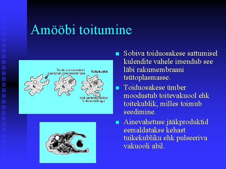 Amööbi toitumine n n n Sobiva toiduosakese sattumisel kulendite vahele imendub see läbi rakumembraani