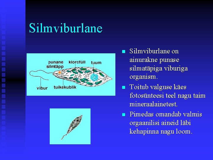 Silmviburlane n n n Silmviburlane on ainurakne punase silmatäpiga viburiga organism. Toitub valguse käes