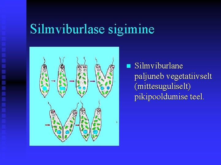 Silmviburlase sigimine n Silmviburlane paljuneb vegetatiivselt (mittesuguliselt) pikipooldumise teel. 