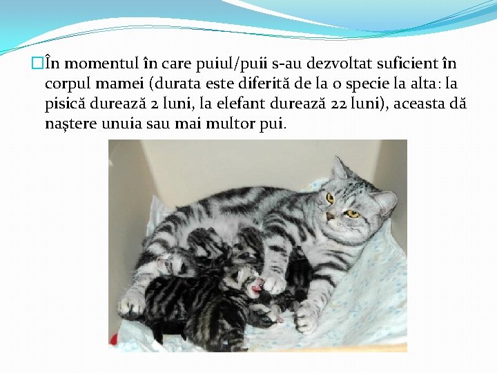 �În momentul în care puiul/puii s-au dezvoltat suficient în corpul mamei (durata este diferită