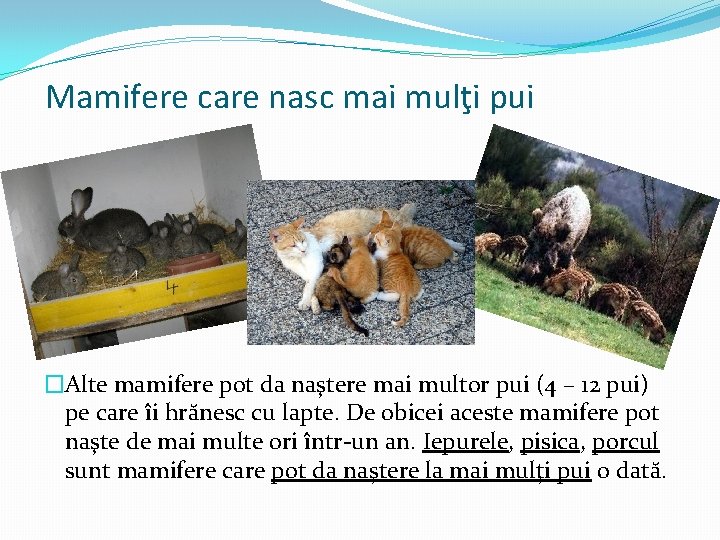 Mamifere care nasc mai mulţi pui �Alte mamifere pot da naştere mai multor pui