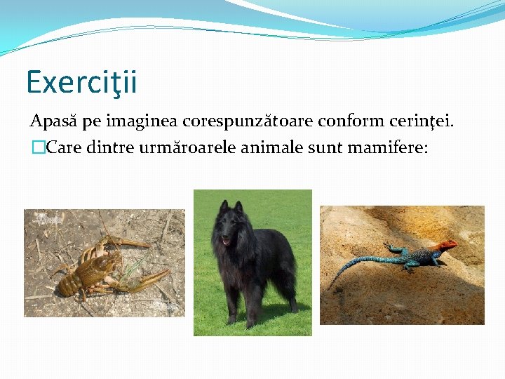 Exerciţii Apasă pe imaginea corespunzătoare conform cerinţei. �Care dintre urmăroarele animale sunt mamifere: 