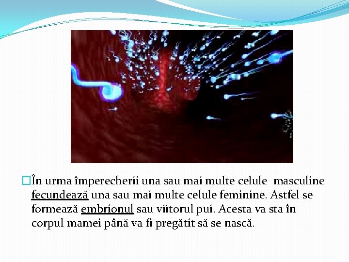 �În urma împerecherii una sau mai multe celule masculine fecundează una sau mai multe