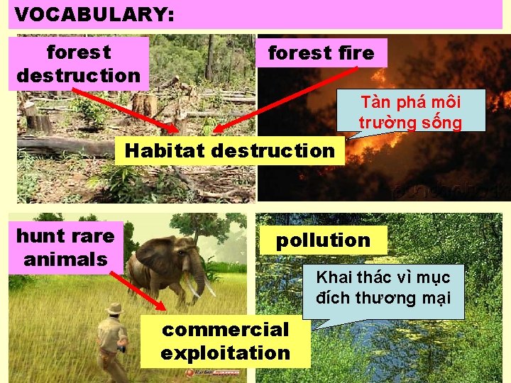 VOCABULARY: forest destruction forest fire Tàn phá môi trường sống Habitat destruction hunt rare