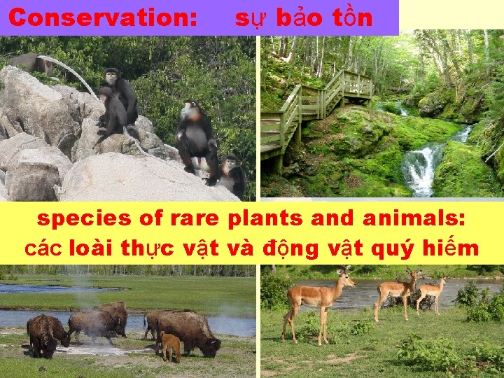 Conservation: sự bảo tồn species of rare plants and animals: các loài thực vật