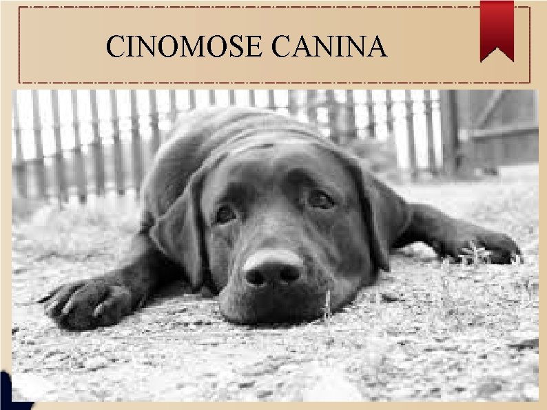 CINOMOSE CANINA 