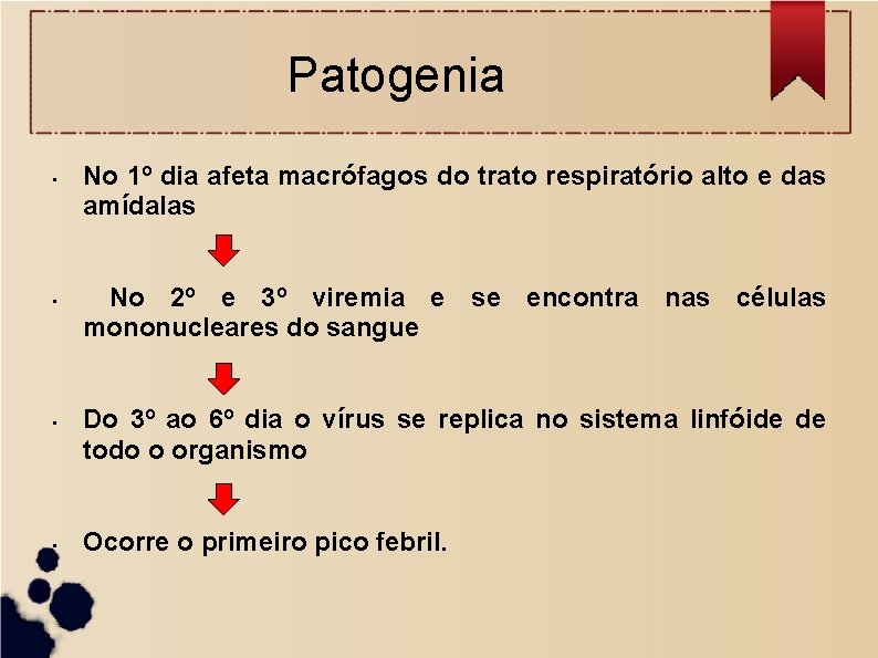 Patogenia • • No 1º dia afeta macrófagos do trato respiratório alto e das