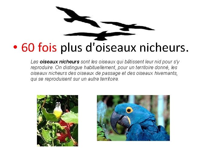  • 60 fois plus d'oiseaux nicheurs. Les oiseaux nicheurs sont les oiseaux qui