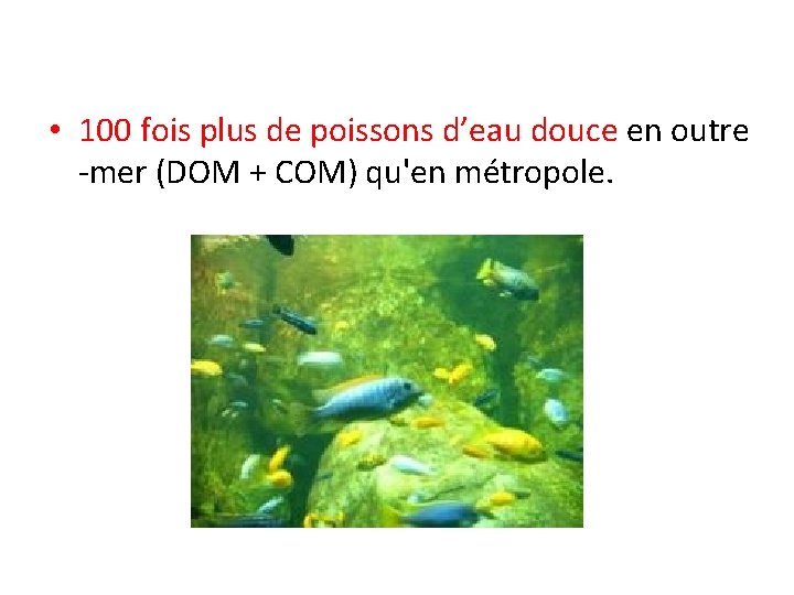  • 100 fois plus de poissons d’eau douce en outre -mer (DOM +