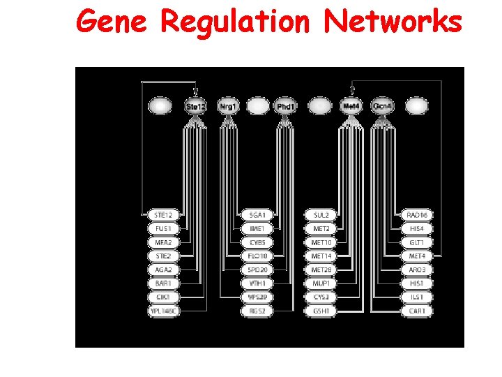 Gene Regulation Networks 