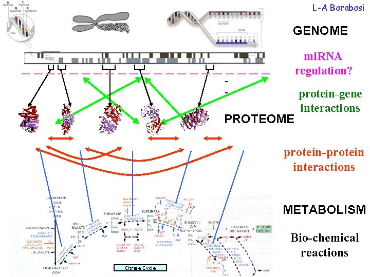 L-A Barabasi GENOME mi. RNA regulation? ___________ - PROTEOME protein-gene interactions protein-protein interactions METABOLISM