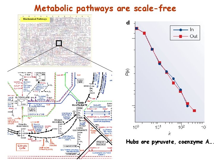 Metabolic pathways are scale-free Hubs are pyruvate, coenzyme A…. 