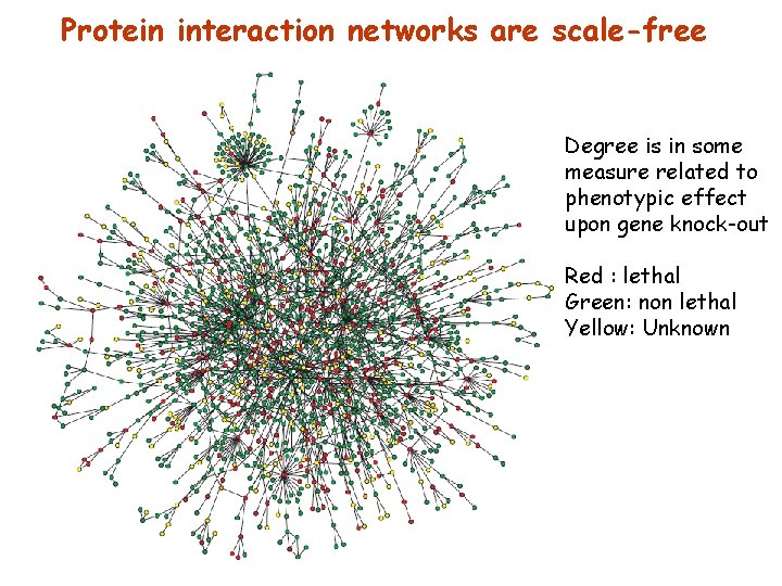 Protein interaction networks are scale-free Degree is in some measure related to phenotypic effect