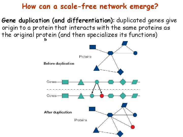 How can a scale-free network emerge? Gene duplication (and differentiation): duplicated genes give origin