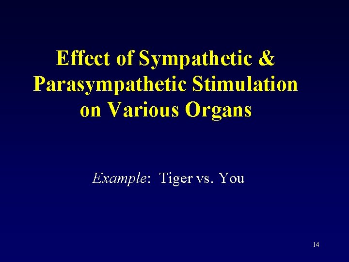 Effect of Sympathetic & Parasympathetic Stimulation on Various Organs Example: Tiger vs. You 14