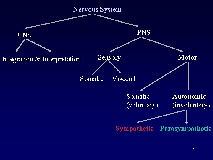Nervous System PNS CNS Integration & Interpretation Sensory Somatic Motor Visceral Somatic (voluntary) Autonomic