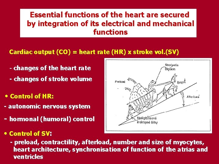 Essential functions of the heart are secured by integration of its electrical and mechanical