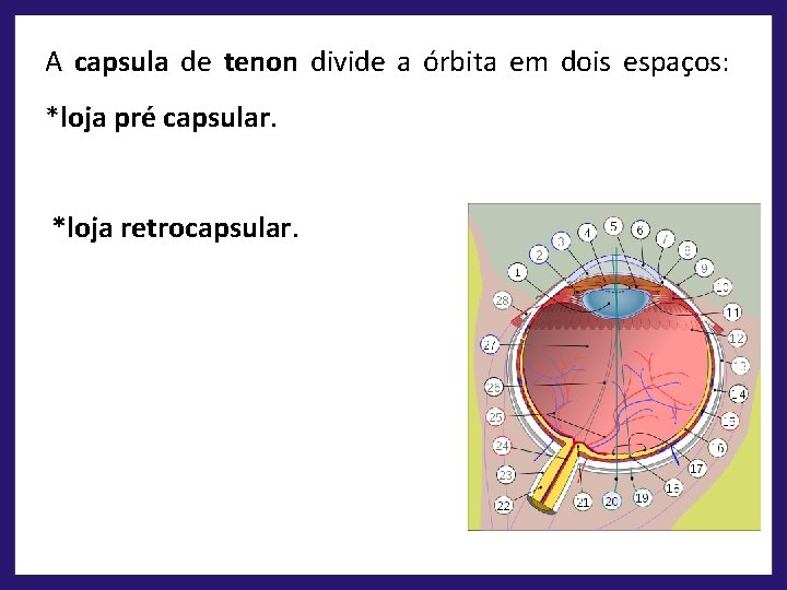 A capsula de tenon divide a órbita em dois espaços: *loja pré capsular. *loja