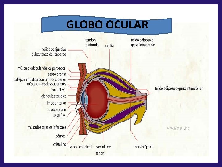GLOBO OCULAR 