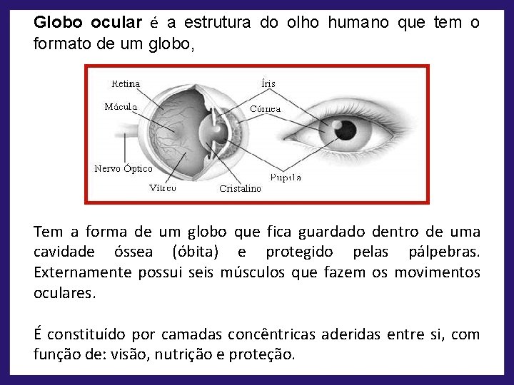Globo ocular é a estrutura do olho humano que tem o formato de um