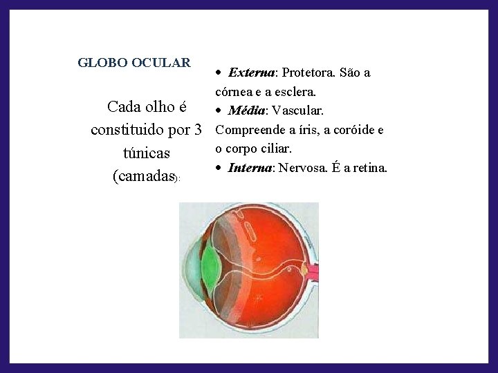 GLOBO OCULAR Cada olho é constituido por 3 túnicas (camadas): · Externa: Protetora. São