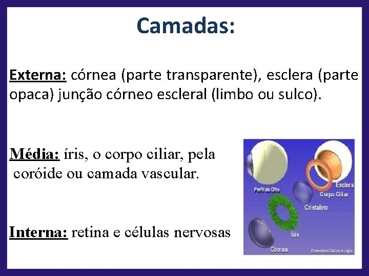 Camadas: Externa: córnea (parte transparente), esclera (parte opaca) junção córneo escleral (limbo ou sulco).