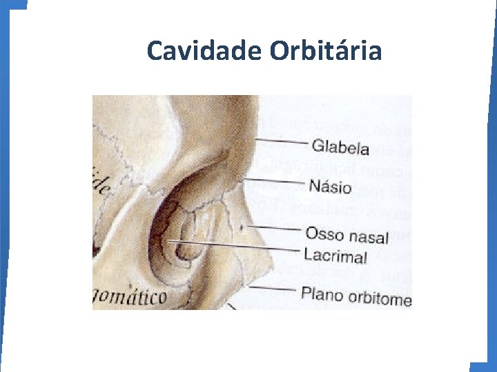  Cavidade Orbitária 