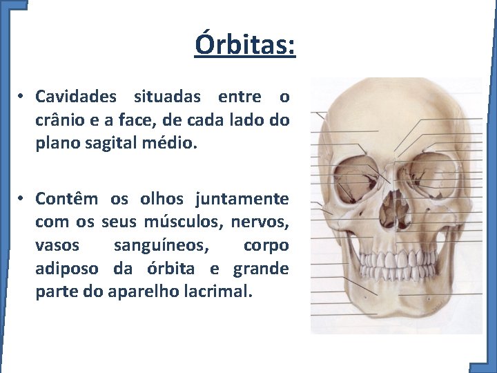Órbitas: • Cavidades situadas entre o crânio e a face, de cada lado do