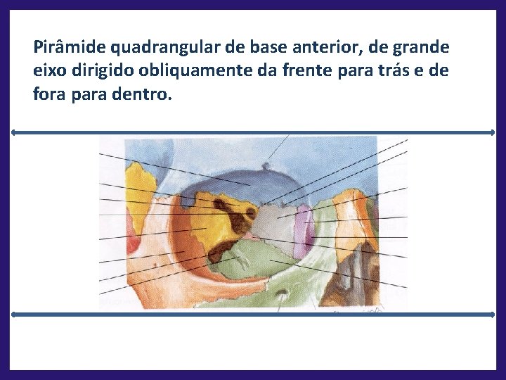 Pirâmide quadrangular de base anterior, de grande eixo dirigido obliquamente da frente para trás