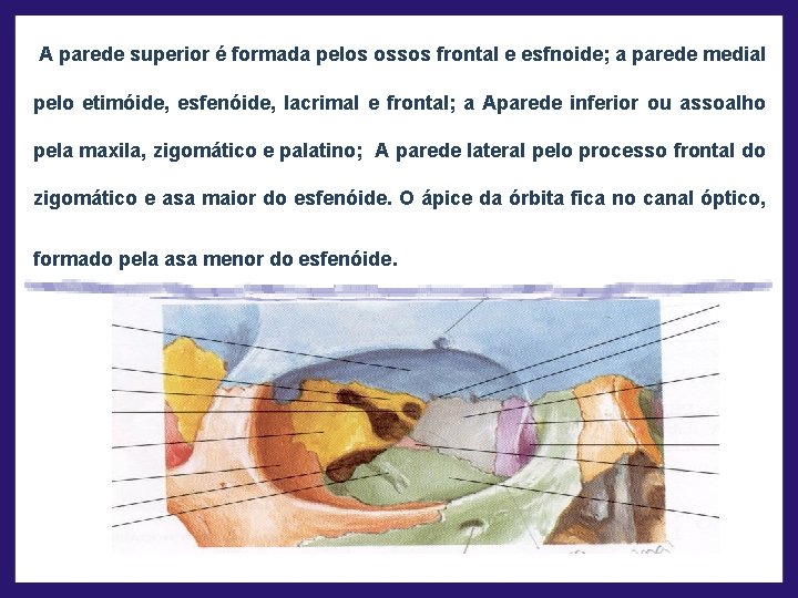 A parede superior é formada pelos ossos frontal e esfnoide; a parede medial pelo