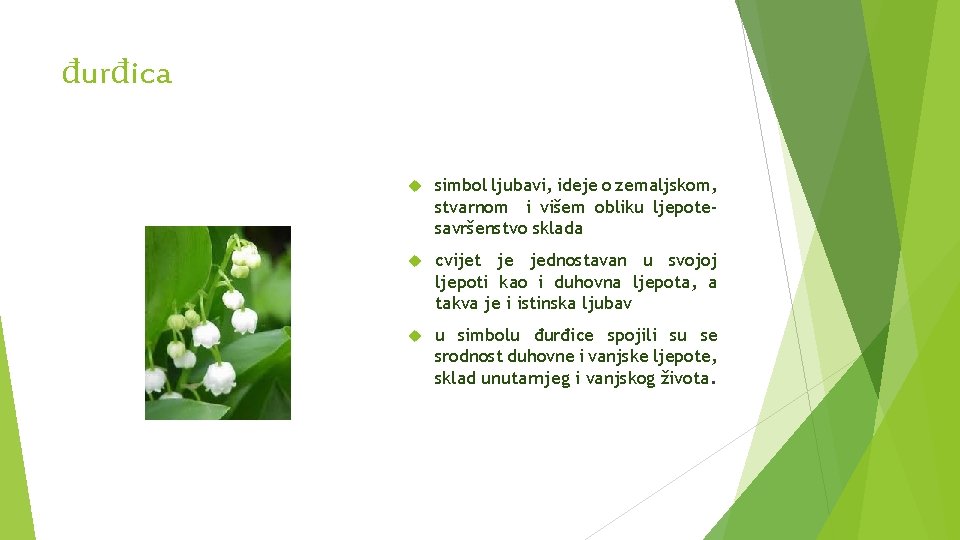 đurđica simbol ljubavi, ideje o zemaljskom, stvarnom i višem obliku ljepotesavršenstvo sklada cvijet je