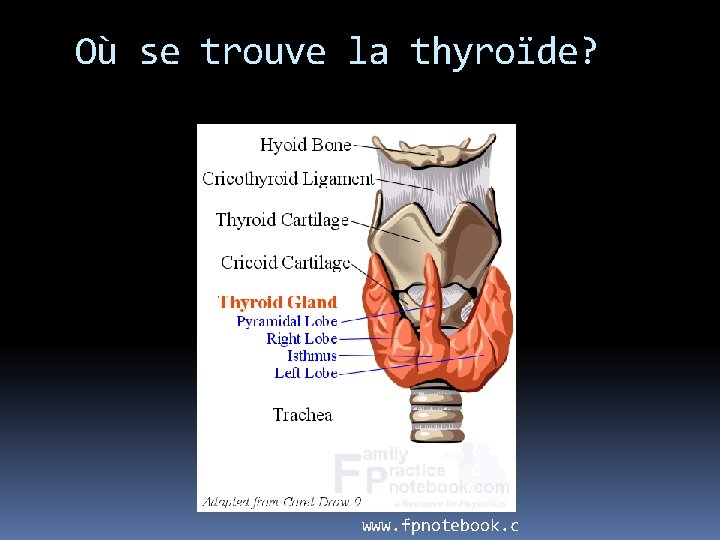 Où se trouve la thyroïde? www. fpnotebook. c 