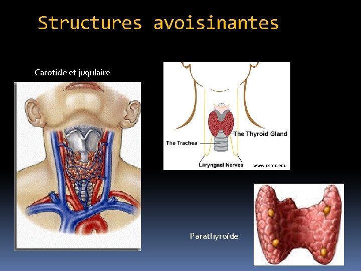Structures avoisinantes Carotide et jugulaire www. csmc. edu Parathyroïde 