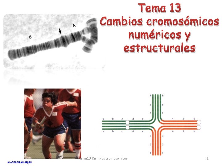 Tema 13 Cambios cromosómicos numéricos y estructurales Dr. Antonio Barbadilla 1 Tema 13 Cambios