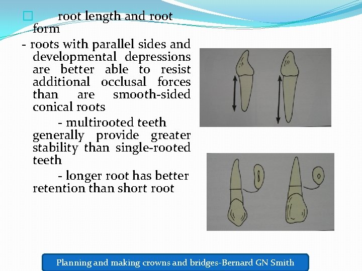 � root length and root form - roots with parallel sides and developmental depressions