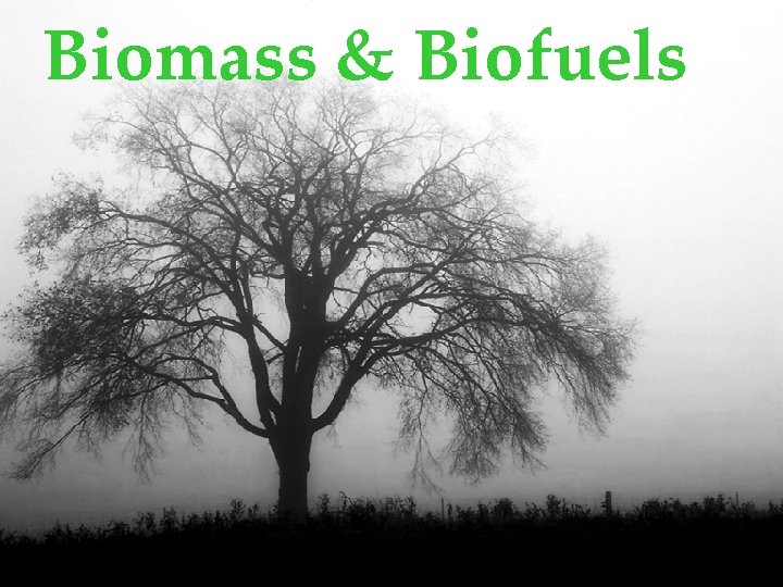 Biomass & Biofuels 